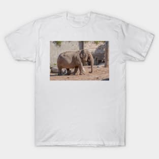 Young Asian Elephant T-Shirt